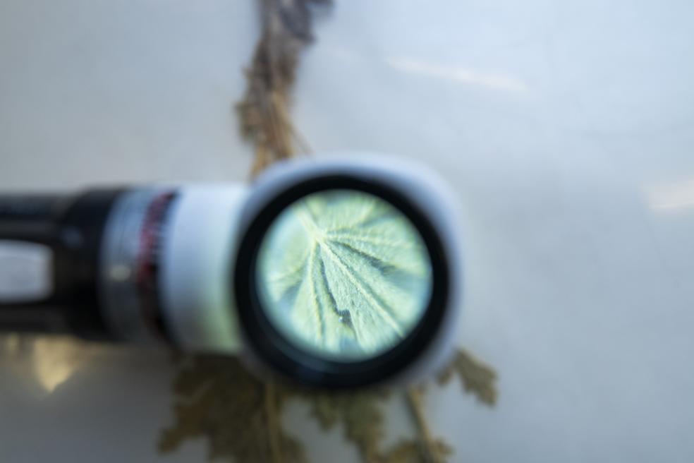 looking through a magnifiying glass at a dried plant specimen 