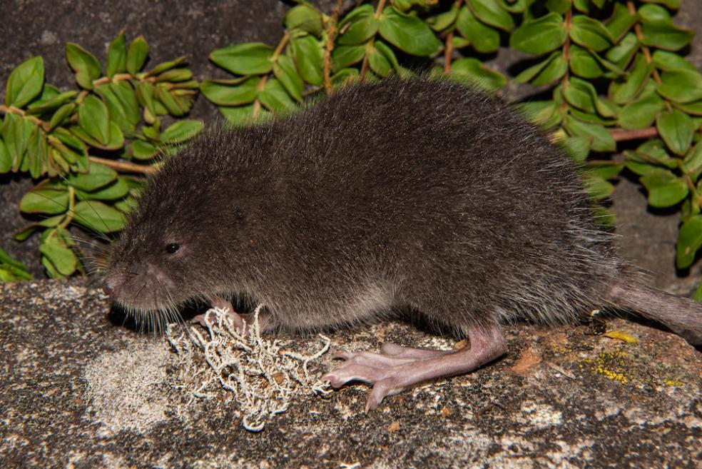 The Incanomys parviauris, or the Incan small-eared water mouse, was discovered during a research expedition in Río Abiseo National Park in Peru in 2018.