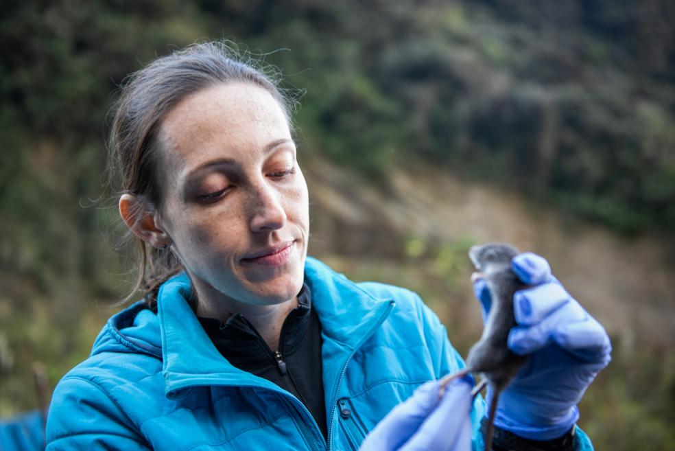 Biological Sciences Professor Silvia Pavan examines the semi-aquatic rodent during fieldwork in Peru.