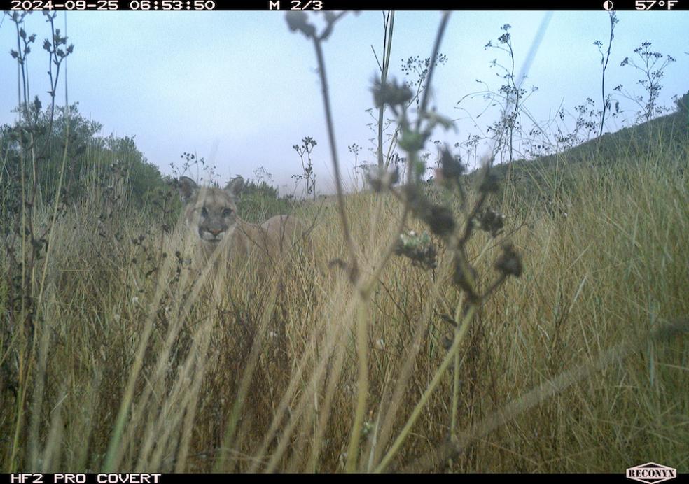 Cal Poly Humboldt is leading an effort to expand the state’s biodiversity monitoring effort to multiple California State University (CSU) campus sites. One campus is Cal Poly in San Luis Obispo, which has already established a monitoring site in Chorro Creek Ecological Reserve. There, a trail cam has captured photos of wildlife, including a mule deer, mountain lion, and gopher snake— examples of data that will be collected throughout the CSU’s network.