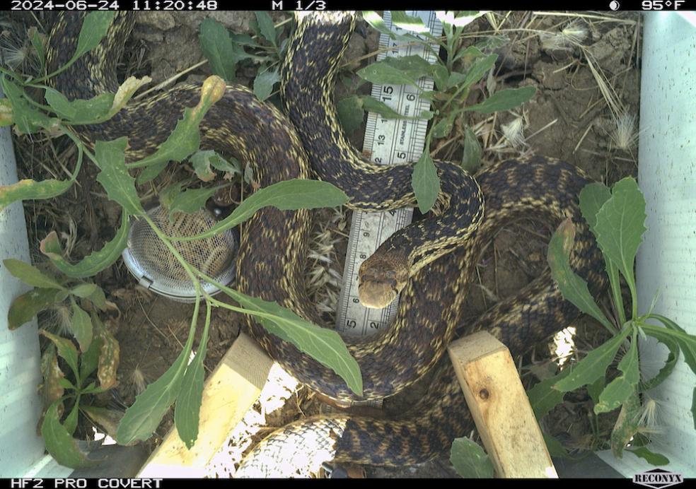 Cal Poly Humboldt is leading an effort to expand the state’s biodiversity monitoring effort to multiple California State University (CSU) campus sites. One campus is Cal Poly in San Luis Obispo, which has already established a monitoring site in Chorro Creek Ecological Reserve. There, a trail cam has captured photos of wildlife, including a mule deer, mountain lion, and gopher snake— examples of data that will be collected throughout the CSU’s network.