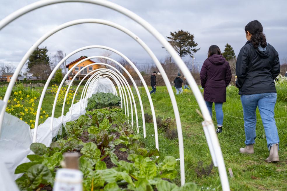 Students walking alongside a row of crops growing at the University's new demonstration farm in Arcata.