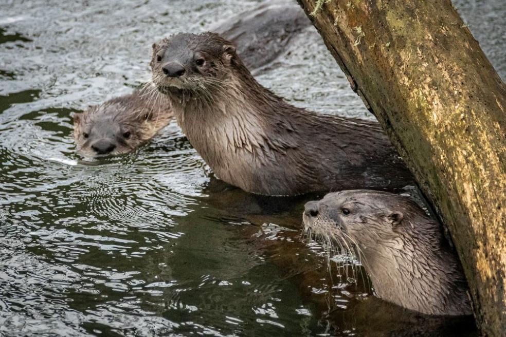 A photo of three otters in the Arcata Marsh 