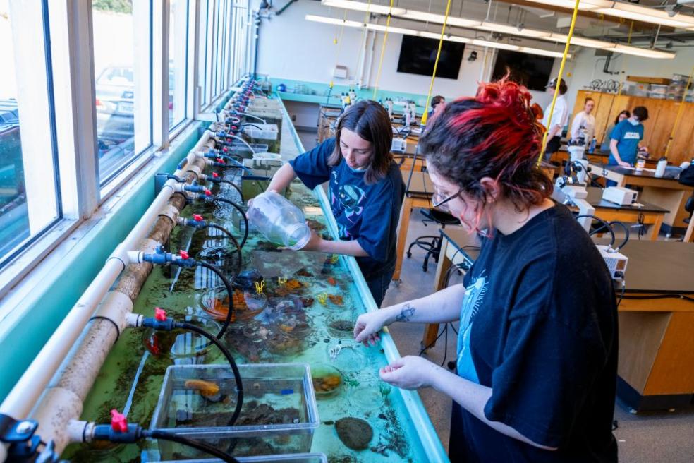 A photo of two students at the Telonicher Marine Lab gathering samples from the aqua tank. 