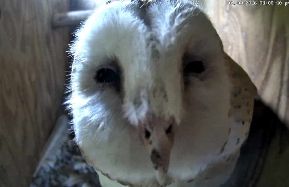 Closeup of the face of Poppy, mom of Maple, Sage, Sequoia, and Hemlock. The barn owl family, who live in a nest box at the Lodi Wine Visitor Center demonstration vineyard in California, are one of several owl families that Cal Poly Humboldt Wildlife Professor Matt Johnson and his team study for their research. 