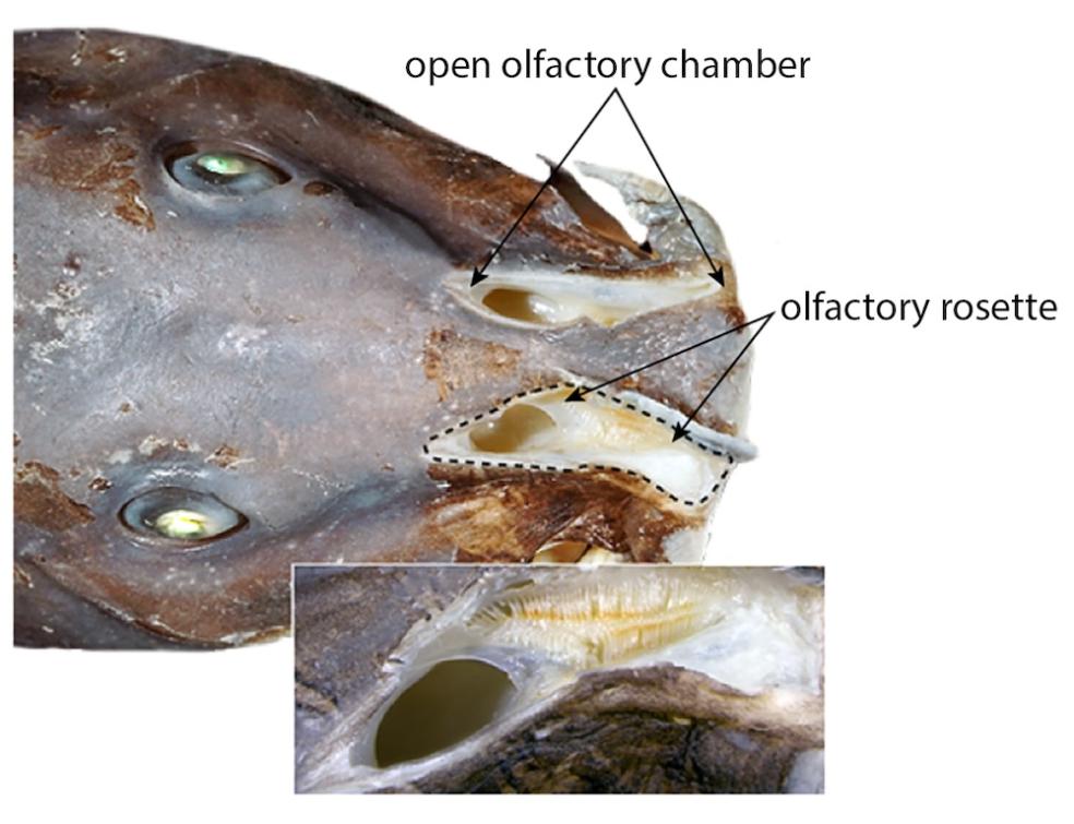 Head and snout in dorsal view of a male catfish specimen from the Louesse River, Republic of Congo. Photo credit: Melanie Stiassny.