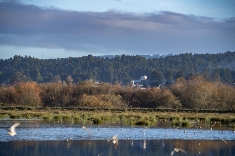 a view of the campus from the Arcata marsh, with water and birds in the forefront and founders hall in the distance