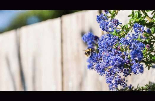 Bee pollinating a California lilac