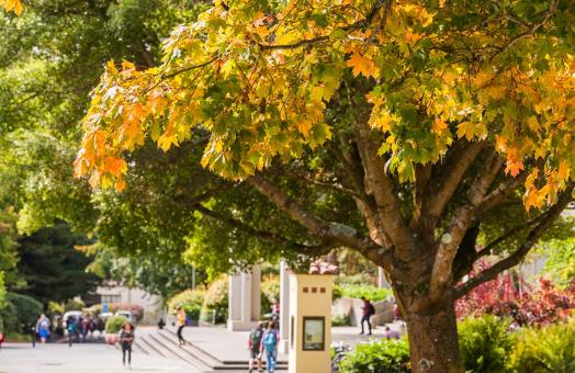 Close up of tree in front of Library