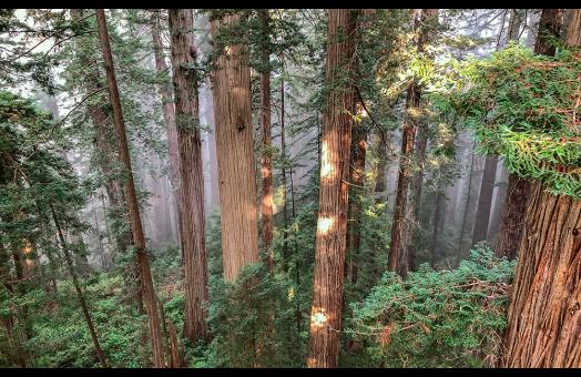 Redwoods