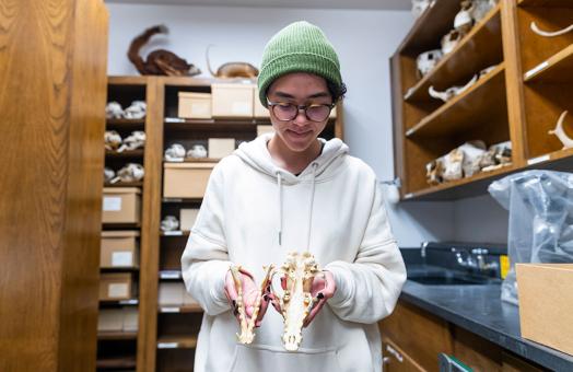 Wildlife student Tegan Alberts holds a coyote skull from the Vertebrate Museum collection.