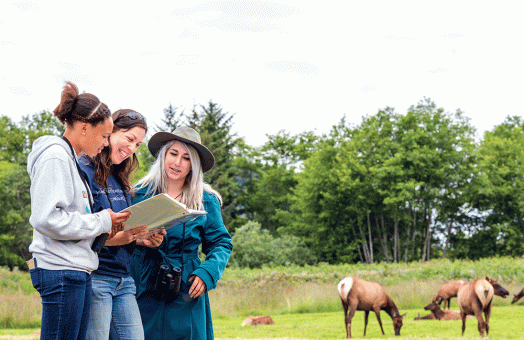 Micaela Szykman Gunther, Wildlife professor, and undergraduate and graduate students are conducting a study that will help determine whether electronic detection of elk along North Coast highways will help protect elk, as well as human drivers.