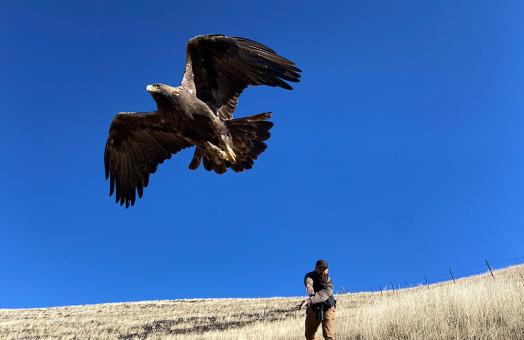 Bryan Bedrosian, RaptorMapper team leader, releases a golden eagle.