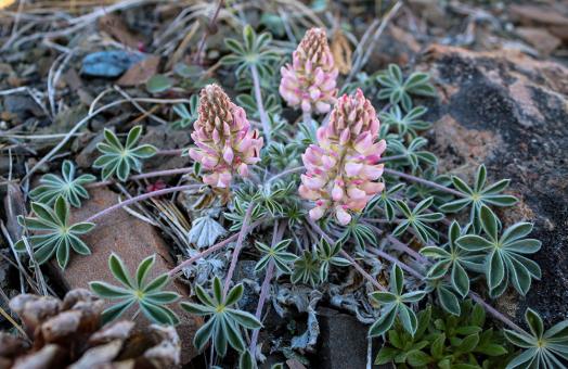 the white and pink flowers and fuzzy leaves of the Lassics lupine stretch over serpentine soil.  