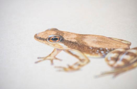 illsutration of the Tepequem rocket frog, a brown frog with white dots and stripes on its legs. 