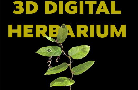 3d digital herbairum preview