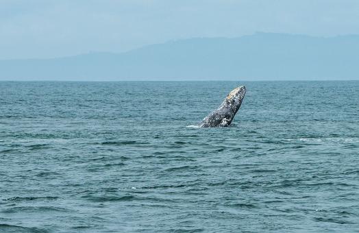 A gray whales breaches from the waters at the mouth of Humboldt Bay