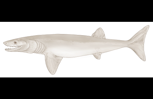 An artist’s reconstruction of the new shark-like species Cosmoselachus mehlingi. 