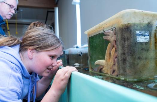 A photo of an eighth grade student from Northcoast Prepatory Academy looking into a water tank filled with sea stars. 