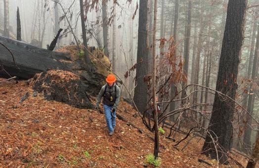 A photo of Forestry undergraduate student, Alec Wallace, walking through part of the 2023 Lost Fire in Redwood National Park as part of a research project examining the effect of the fire on fuels and tree mortality. Photo credit: Lee Donohue