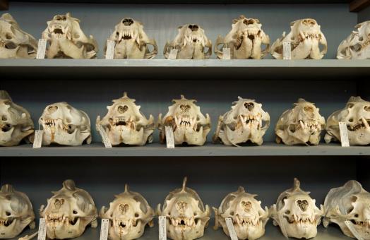 A photo of specimen from the Cal Poly Humboldt Vertebrate Museum.