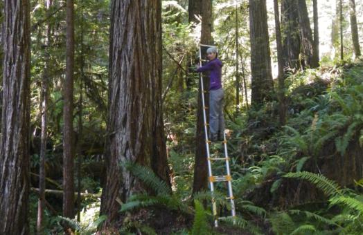 Professor Clucas stands on a ladder in the middle of a forest to place monitoring equiptment 