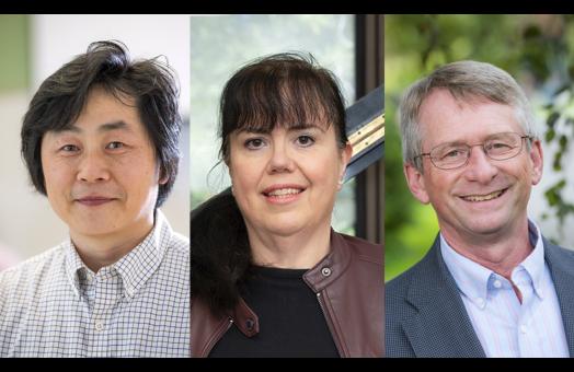 A collage of Cal Poly Humboldt's 2024-25 Distinguished Faculty from left to right: Professor Young Sub Kwon, Professor Daniela Mineva, and Professor Dale Oliver 