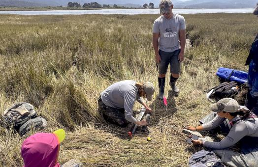 Cores to Code students in the field coring in a coastal marsh, along the north margin of Humboldt Bay. 