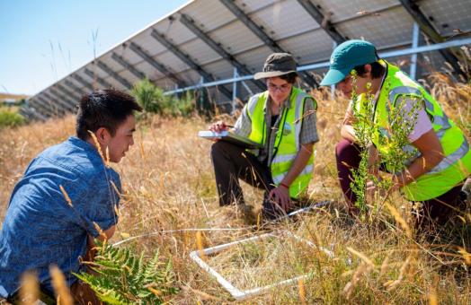 A photo of Rangeland Resources Sciences Professor Justin Luong and students surveying a square foot of grasslands under a solar panel. 
