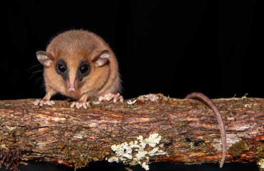 the opposum standing on a branch, looking at the camera