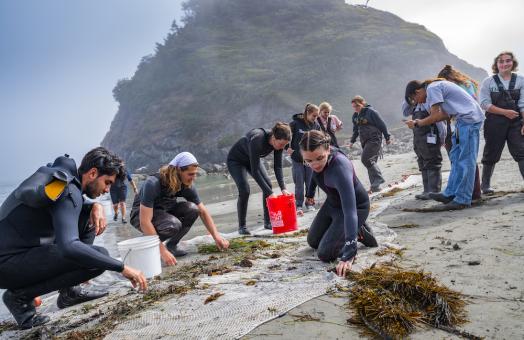 student on the beach sifting through a seine net