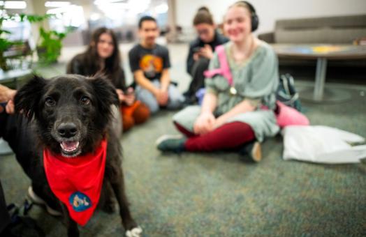 A photo of a black dog wearing a red scarf with a group of students sitting down in the background. 