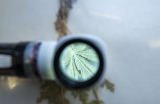 looking through a magnifiying glass at a dried plant specimen 