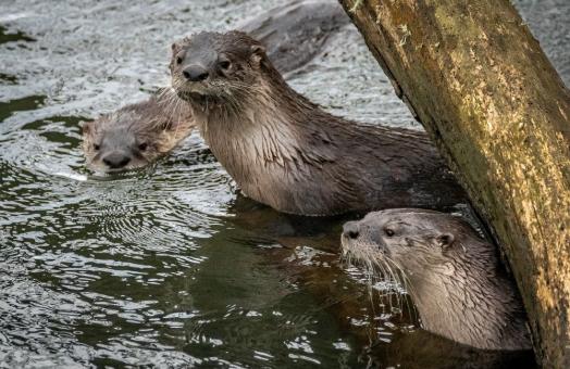 A photo of three otters in the Arcata Marsh 