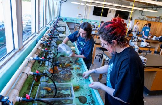 A photo of two students at the Telonicher Marine Lab gathering samples from the aqua tank. 