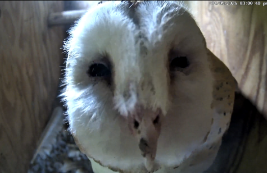 Closeup of the face of Poppy, mom of Maple, Sage, Sequoia, and Hemlock. The barn owl family, who live in a nest box at the Lodi Wine Visitor Center demonstration vineyard in California, are one of several owl families that Cal Poly Humboldt Wildlife Professor Matt Johnson and his team study for their research. 