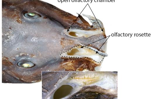 Head and snout in dorsal view of a male catfish specimen from the Louesse River, Republic of Congo. Photo credit: Melanie Stiassny.