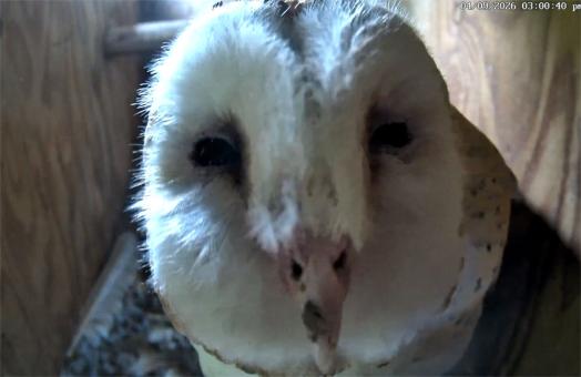 Barn owl yawning
