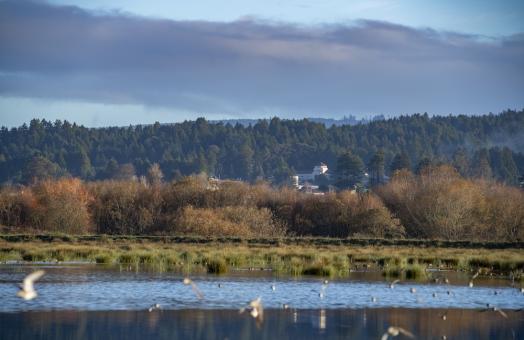 a view of the campus from the Arcata marsh, with water and birds in the forefront and founders hall in the distance