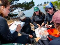 A photo of fisheries Biology grad students research on what otter's eat at the Arcata Marsh.