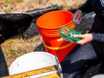 Fisheries Biology grad students research on what otter's eat at the Arcata Marsh.