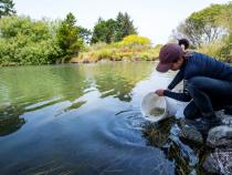 Fisheries Biology grad students research on what otter's eat at the Arcata Marsh.