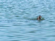 A photo of an otter eating a fish at the Arcata Marsh.