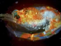 Though microscopic, plankton form the foundation of the marine food web and play a key role in regulating Earth’s climate. Photo courtesy of Karina Vivanco.