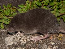 The Incanomys parviauris, or the Incan small-eared water mouse, was discovered during a research expedition in Río Abiseo National Park in Peru in 2018.