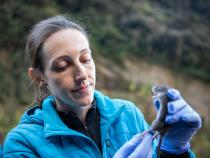 Biological Sciences Professor Silvia Pavan examines the semi-aquatic rodent during fieldwork in Peru.