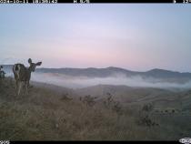 Cal Poly Humboldt is leading an effort to expand the state’s biodiversity monitoring effort to multiple California State University (CSU) campus sites. One campus is Cal Poly in San Luis Obispo, which has already established a monitoring site in Chorro Creek Ecological Reserve. There, a trail cam has captured photos of wildlife, including a mule deer, mountain lion, and gopher snake— examples of data that will be collected throughout the CSU’s network.