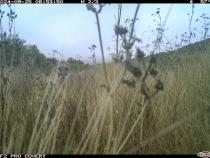 Cal Poly Humboldt is leading an effort to expand the state’s biodiversity monitoring effort to multiple California State University (CSU) campus sites. One campus is Cal Poly in San Luis Obispo, which has already established a monitoring site in Chorro Creek Ecological Reserve. There, a trail cam has captured photos of wildlife, including a mule deer, mountain lion, and gopher snake— examples of data that will be collected throughout the CSU’s network.